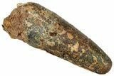 Fossil Spinosaurus Tooth - Real Dinosaur Tooth #327892-1